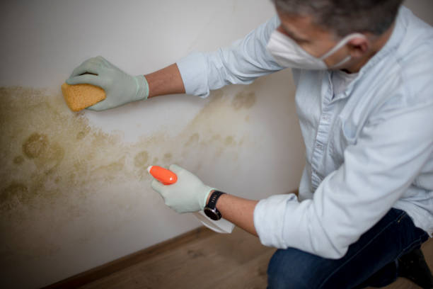 Best White Mold Remediation in Indiantown, FL